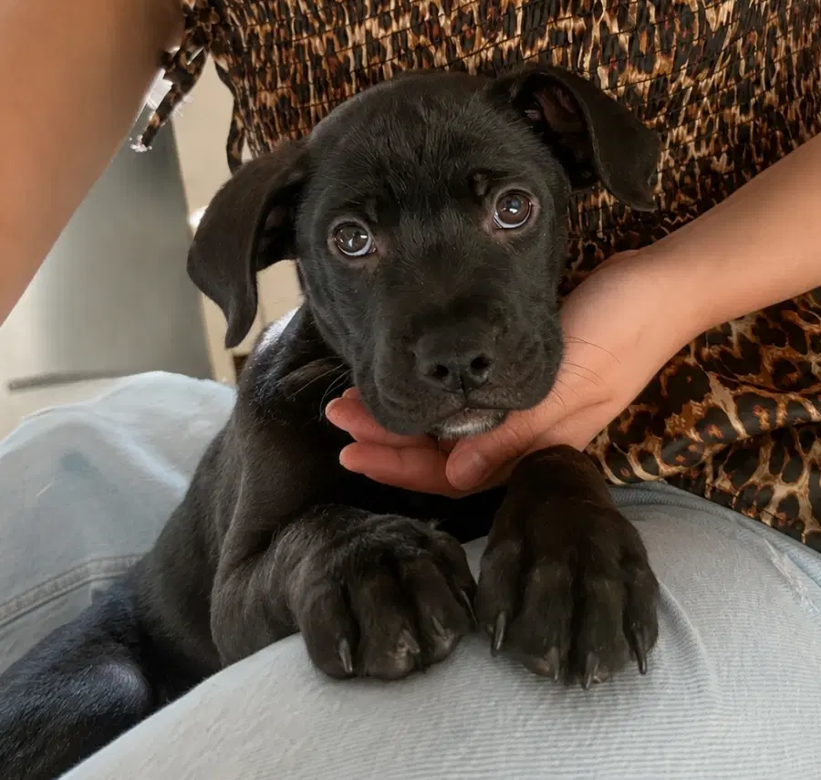 A baby medium-sized male Black Mixed Breed dog named Raspberry for adoption in Lindenhurst, NY
