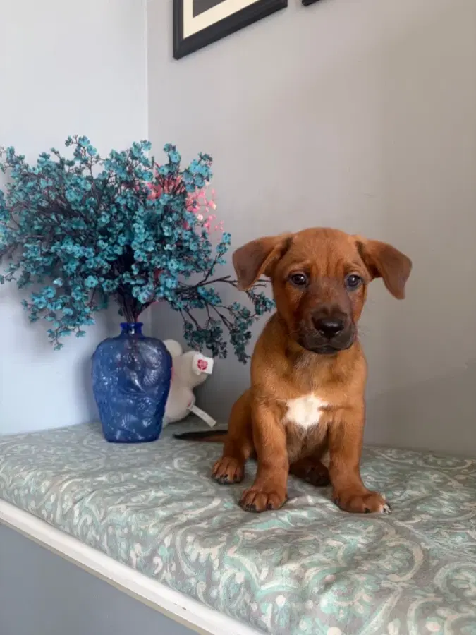 A baby small-sized male Tricolor (Brown, Black, & White) Basset Hound dog named Alfalfa for adoption in Lindenhurst, NY