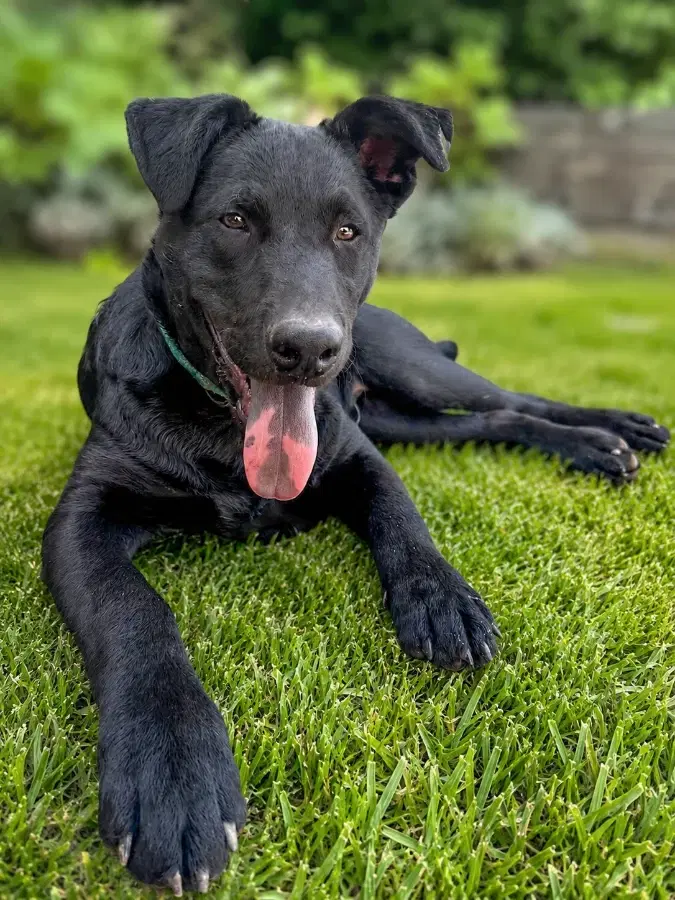 A baby medium-sized male Black Mixed Breed dog named Cocoa for adoption in Lindenhurst, NY