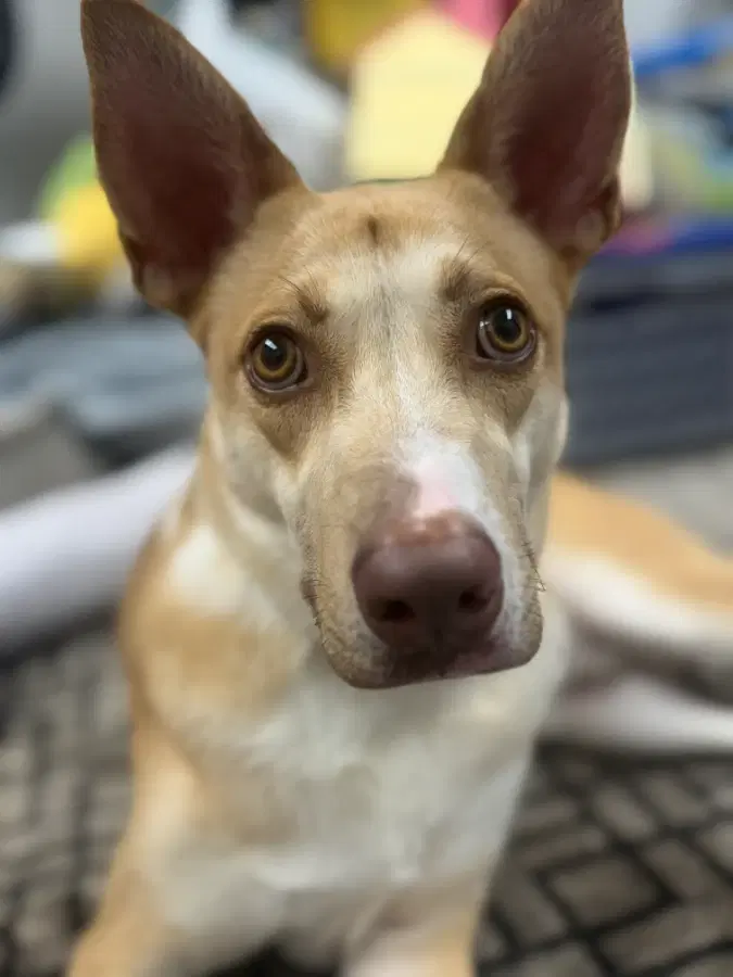 An adult medium-sized male Golden Labrador Retriever dog named Ranch for adoption in Lindenhurst, NY