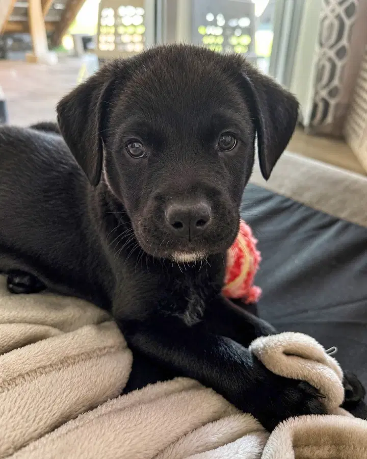 A baby medium-sized male Black Mixed Breed dog named Pineapple-7283 for adoption in Lindenhurst, NY