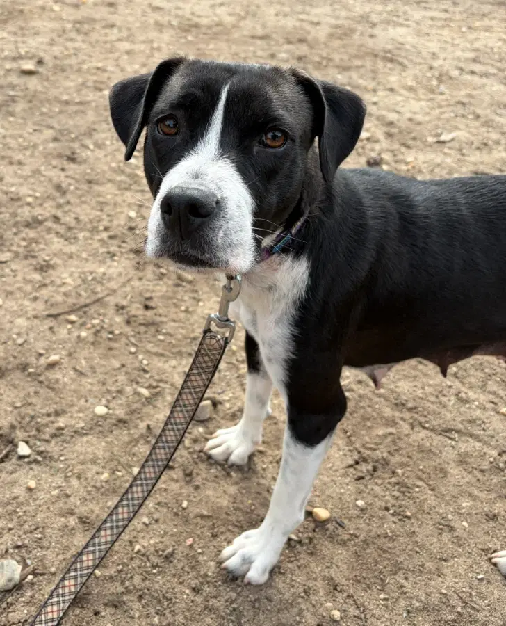 A young medium-sized female Black Retriever dog named Everest for adoption in Lindenhurst, NY