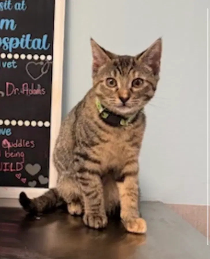A baby medium-sized female Gray & White Domestic Short Hair cat named Coconut for adoption in Lindenhurst, NY