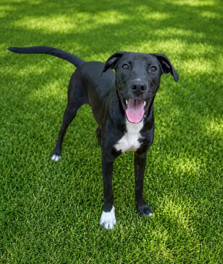 A baby medium-sized male Black Collie dog named Sneezy for adoption in Lindenhurst, NY
