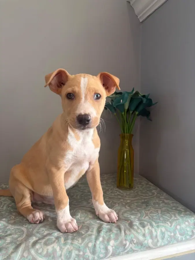 A baby small-sized male White / Cream Basset Hound dog named Spanky for adoption in Lindenhurst, NY