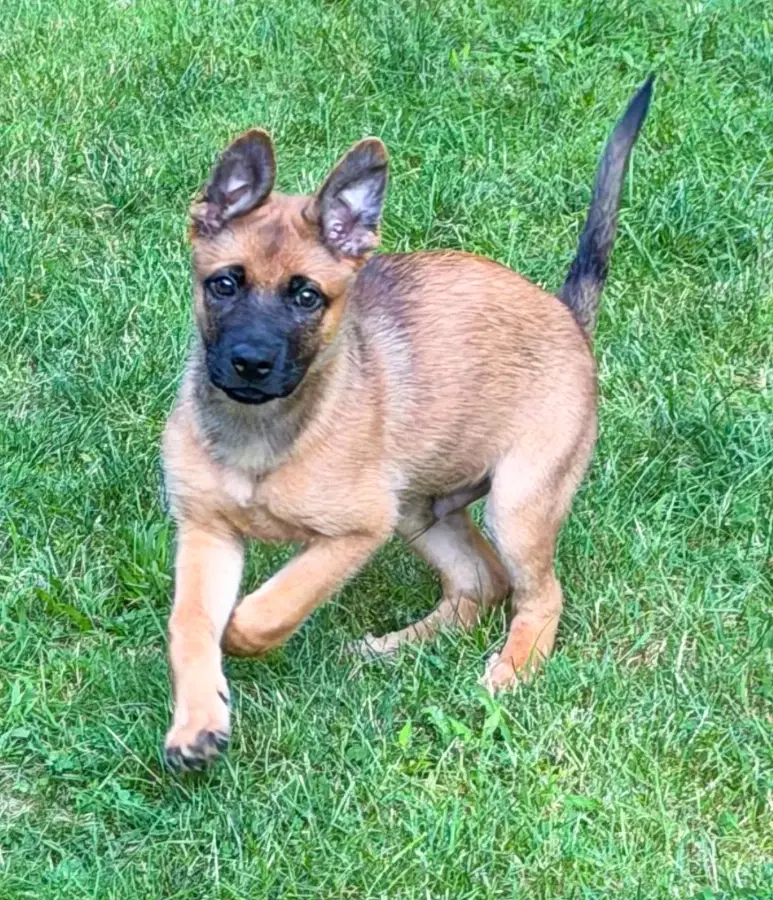A baby medium-sized male Brown / Chocolate Shepherd dog named Pepper (8400) for adoption in Lindenhurst, NY