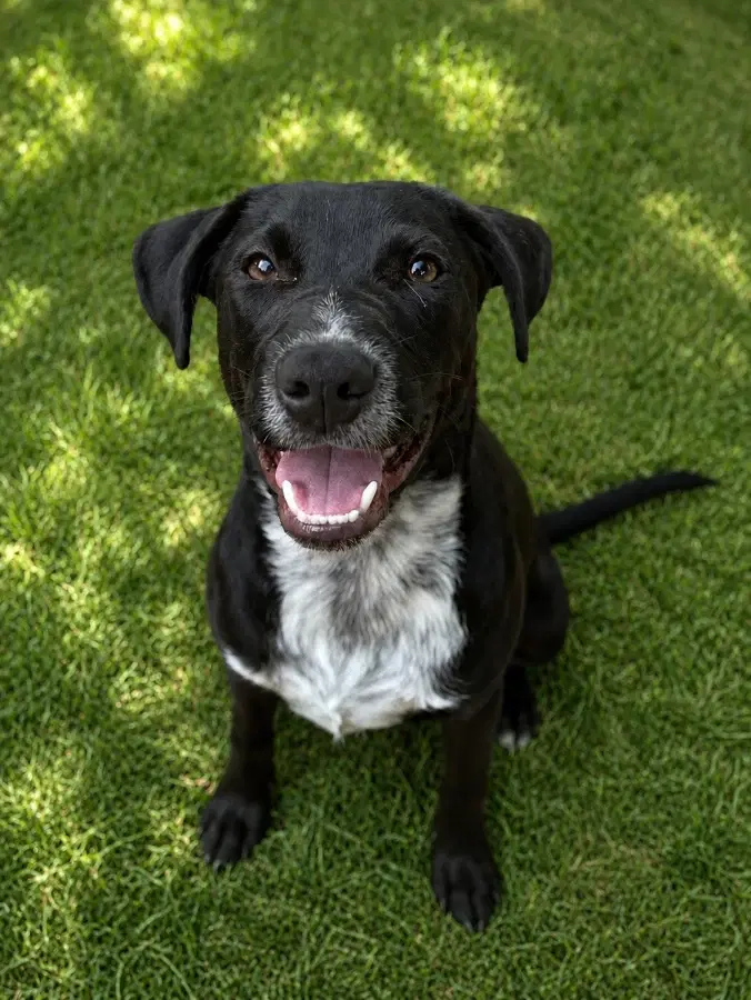 A baby medium-sized male Black Retriever dog named Chase for adoption in Lindenhurst, NY