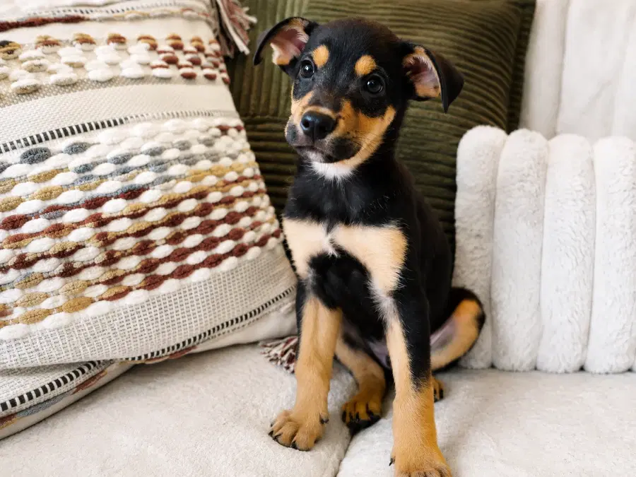 A baby medium-sized male Apricot / Beige Mixed Breed dog named Bruno for adoption in Lindenhurst, NY