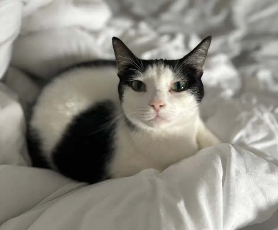 An adult small-sized female Black & White / Tuxedo Domestic Short Hair cat named Bolt for adoption in Lindenhurst, NY