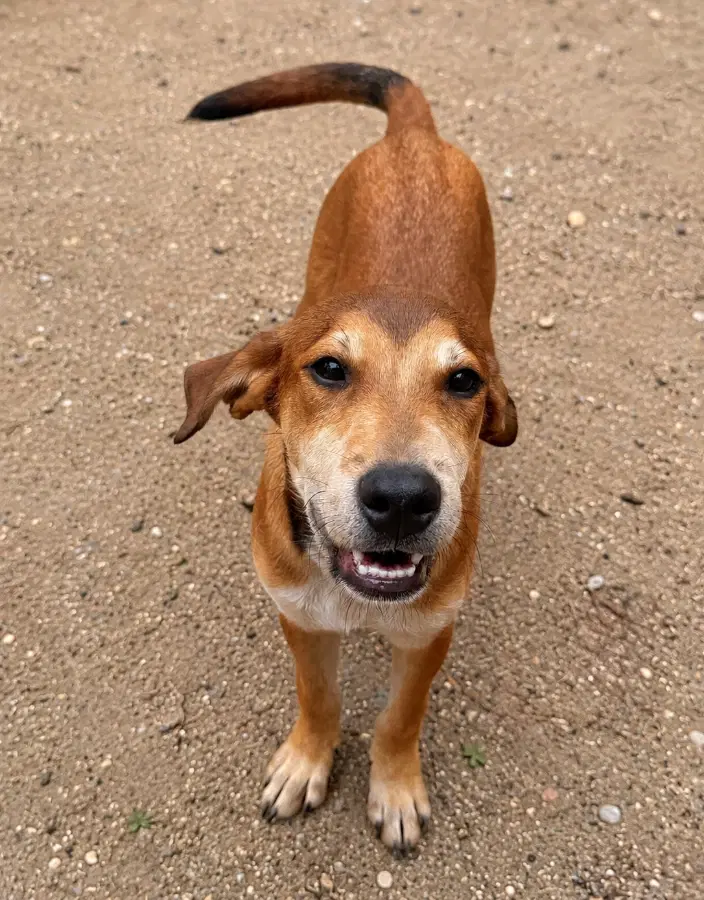 A baby medium-sized male Golden Retriever dog named Ryder for adoption in Lindenhurst, NY