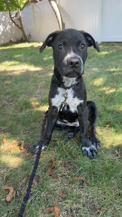 A baby medium-sized male Black Mixed Breed dog named Lushie for adoption in Lindenhurst, NY