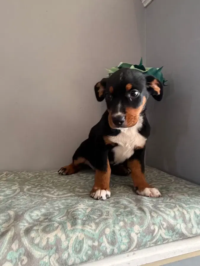 A baby small-sized female Tricolor (Brown, Black, & White) Basset Hound dog named Darla for adoption in Lindenhurst, NY