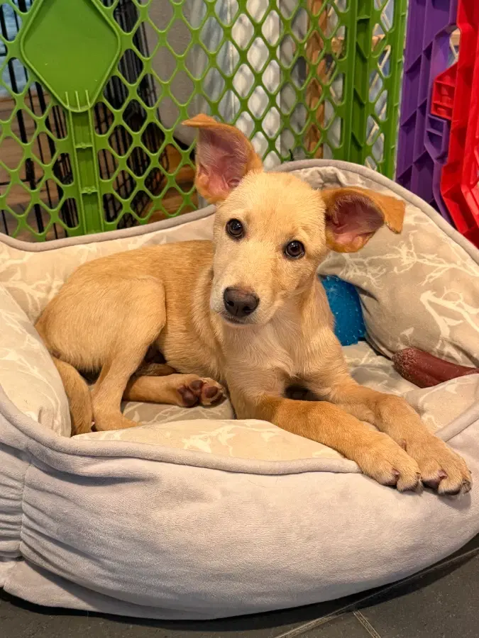 A baby medium-sized female White / Cream Mixed Breed dog named Blanche for adoption in Lindenhurst, NY