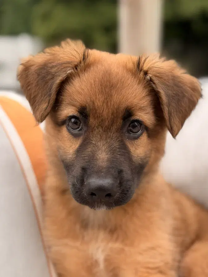 A baby medium-sized female Brown / Chocolate Shepherd dog named Leyla (7998) for adoption in Lindenhurst, NY
