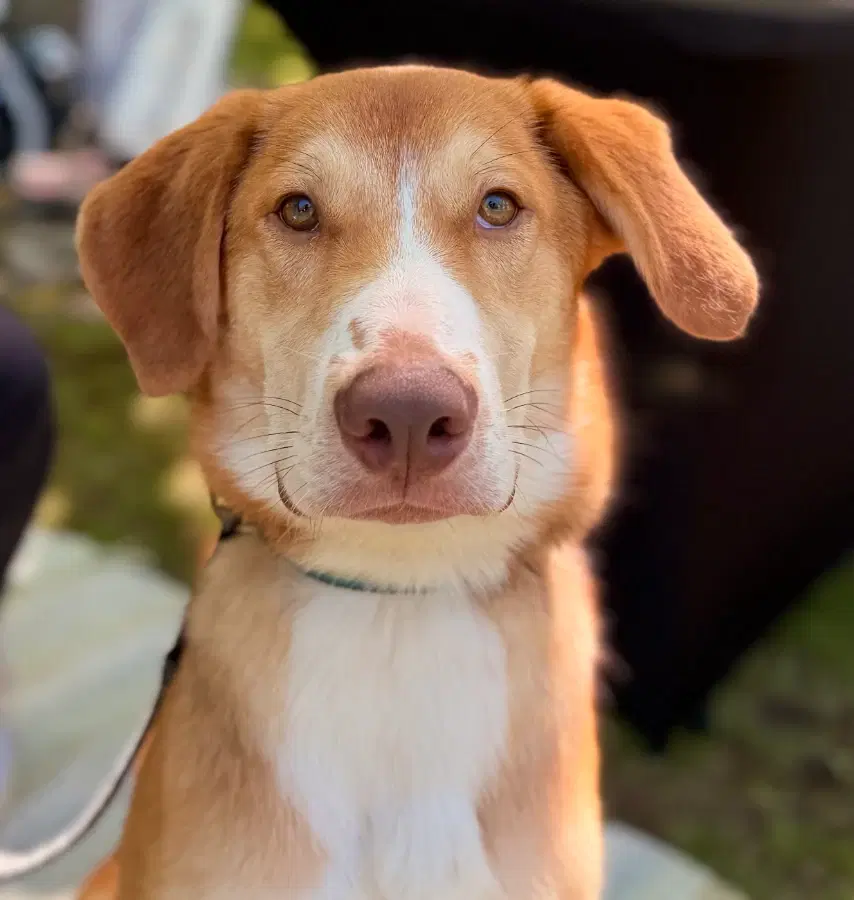 A baby large-sized male Apricot / Beige Greater Swiss Mountain Dog dog named Rolo for adoption in Lindenhurst, NY