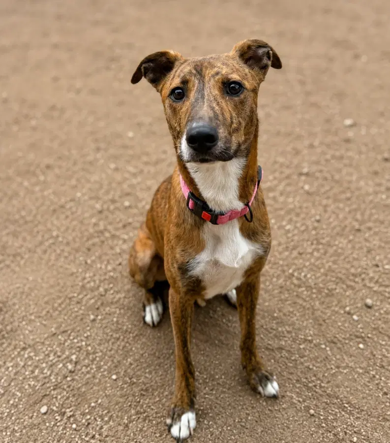 A young large-sized male Brindle Mixed Breed dog named Spidey for adoption in Lindenhurst, NY