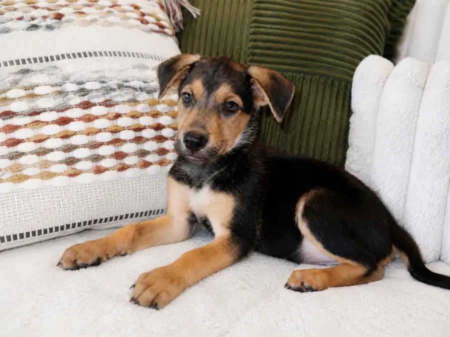 A baby medium-sized male Black Mixed Breed dog named Titan for adoption in Lindenhurst, NY