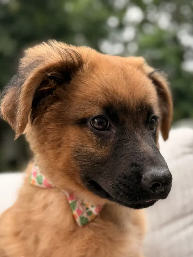 A baby medium-sized male Brown / Chocolate Shepherd dog named Peanut Butter (8027) for adoption in Lindenhurst, NY