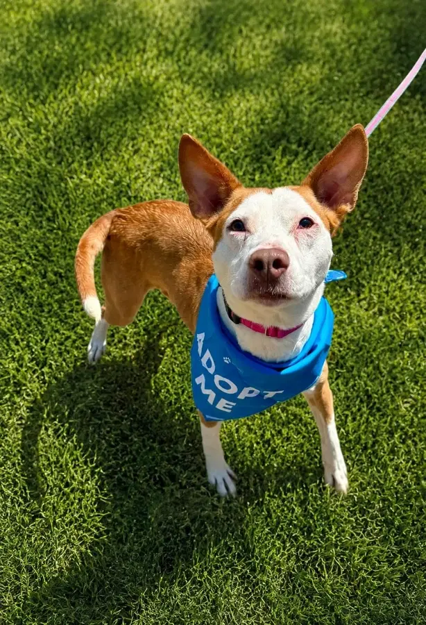 An adult medium-sized female White / Cream Terrier dog named Rosie for adoption in Lindenhurst, NY