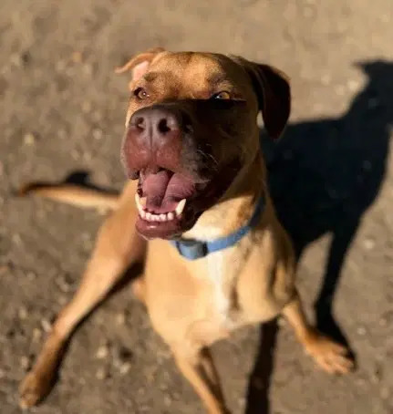 An adult medium-sized male Apricot / Beige Mixed Breed dog named Banjo for adoption in Lindenhurst, NY