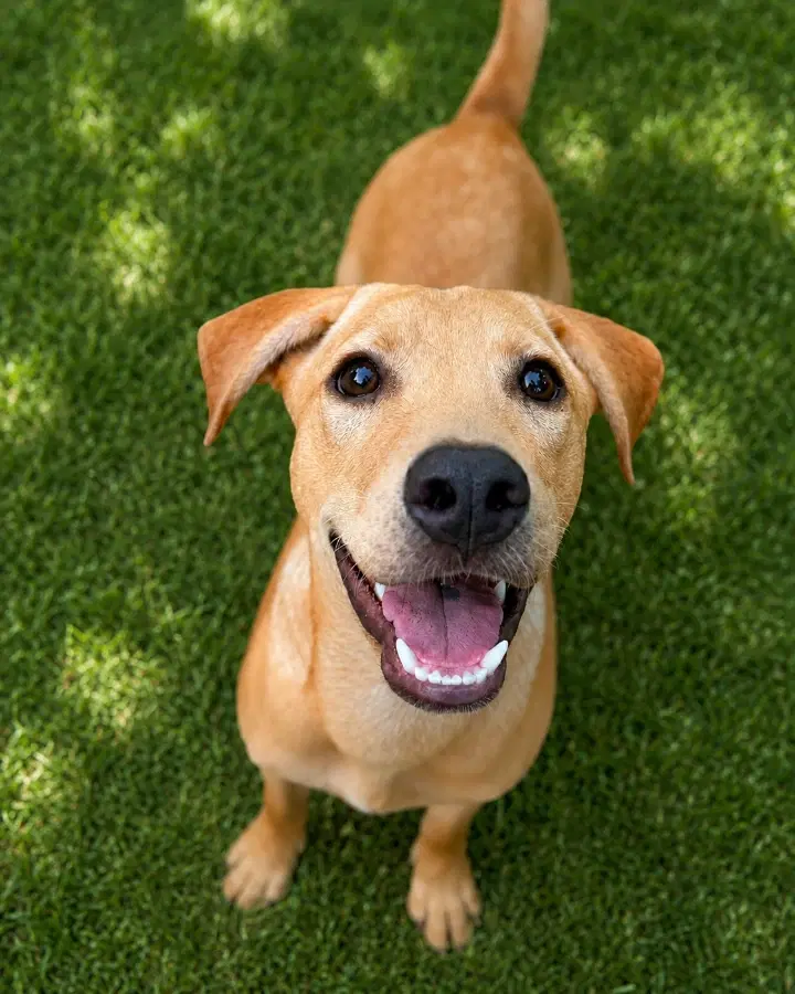 A baby medium-sized male Golden Mixed Breed dog named Auburn for adoption in Lindenhurst, NY