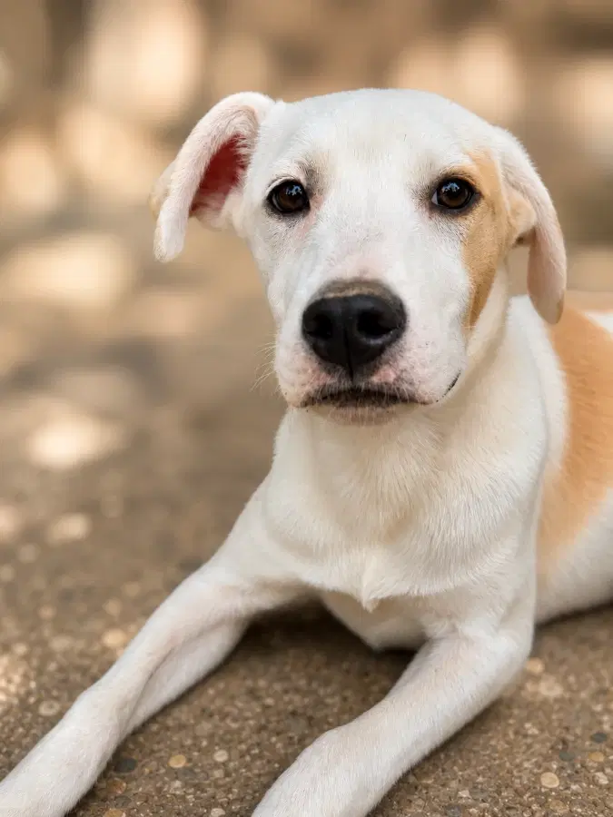 A baby medium-sized male White / Cream Mixed Breed dog named Syracuse for adoption in Lindenhurst, NY