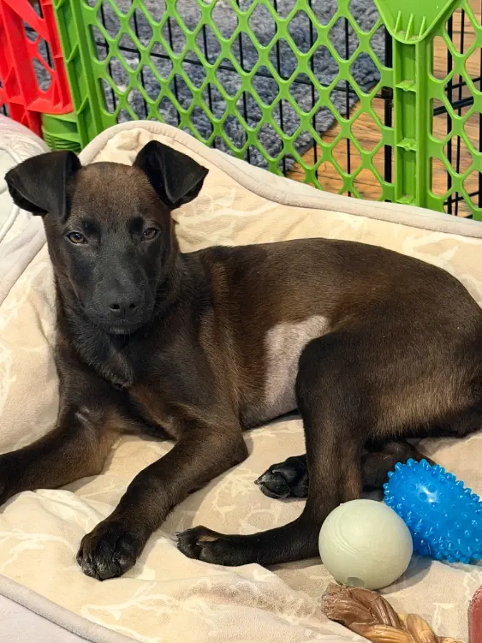 A baby medium-sized female Black Mixed Breed dog named Rose for adoption in Lindenhurst, NY
