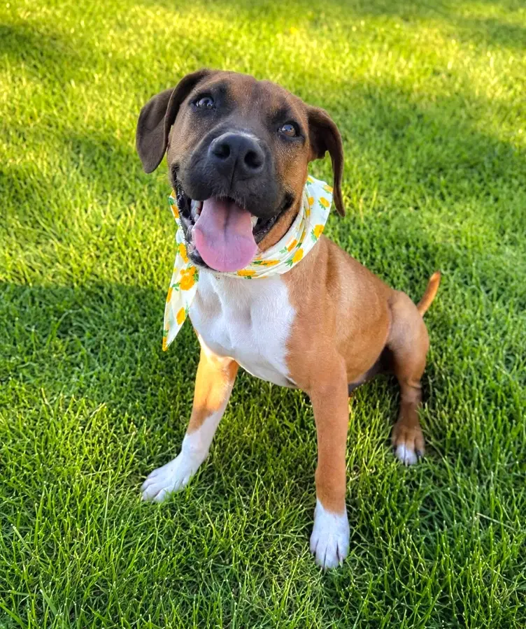 A baby medium-sized male Apricot / Beige Boxer dog named Nemo for adoption in Lindenhurst, NY