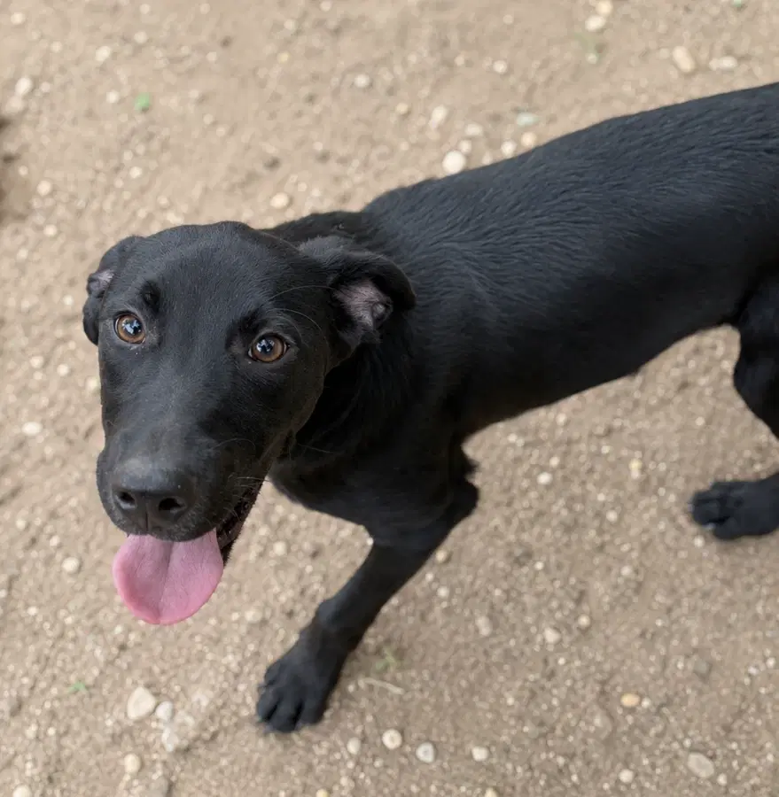 A baby medium-sized female Black Mixed Breed dog named Skye for adoption in Lindenhurst, NY
