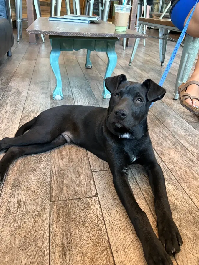 A baby medium-sized male Black Mixed Breed dog named Latte for adoption in Lindenhurst, NY