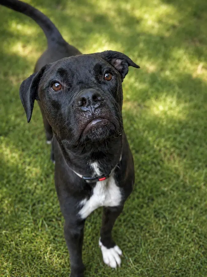 A young medium-sized male Black Mixed Breed dog named Comet for adoption in Lindenhurst, NY
