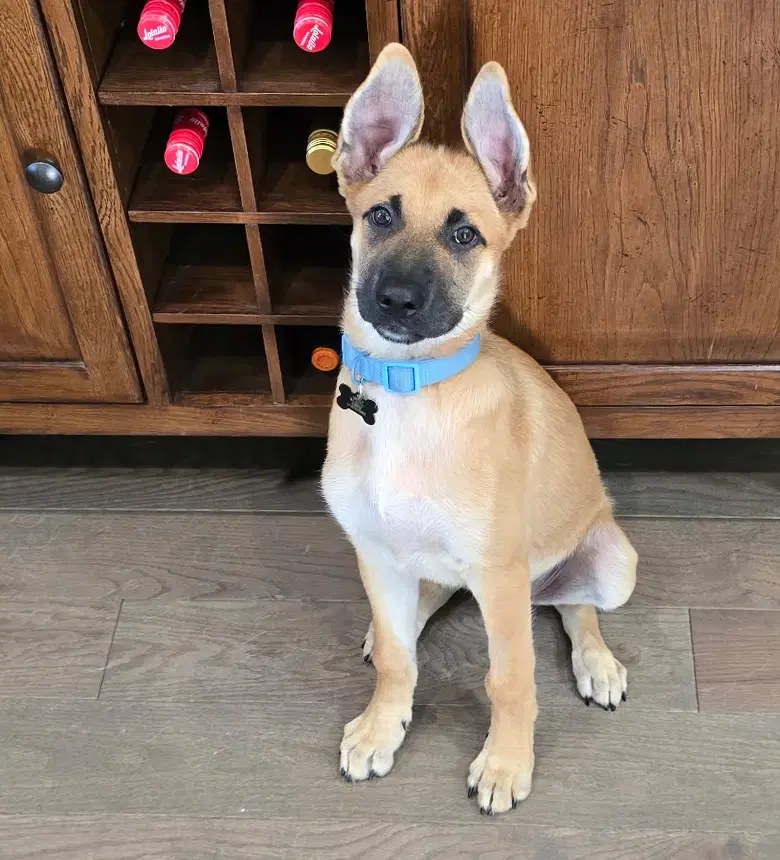 A baby medium-sized male Black Shepherd dog named Lincoln for adoption in Lindenhurst, NY