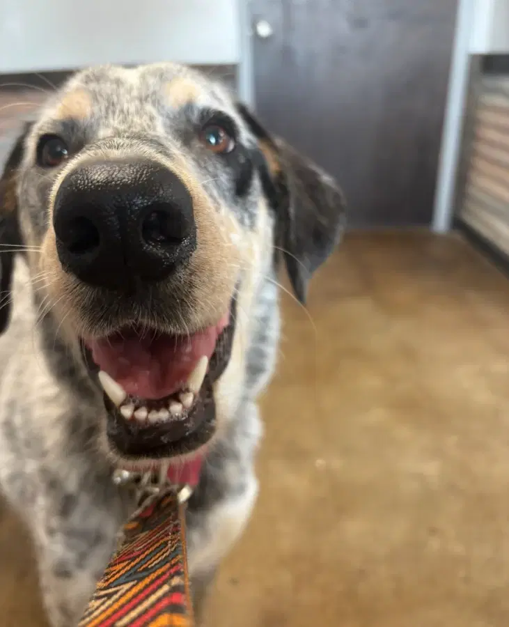 An adult large-sized female Blue Black Australian Cattle Dog / Blue Heeler dog named Georgia for adoption in Shiner, TX