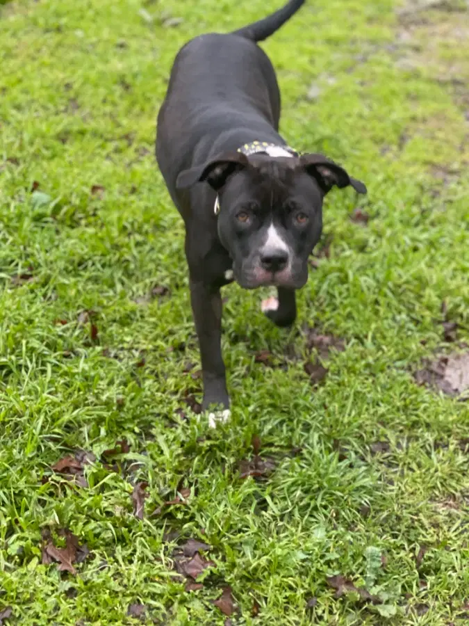 An adult extra large-sized female Black American Staffordshire Terrier dog named Mags for adoption in Shiner, TX