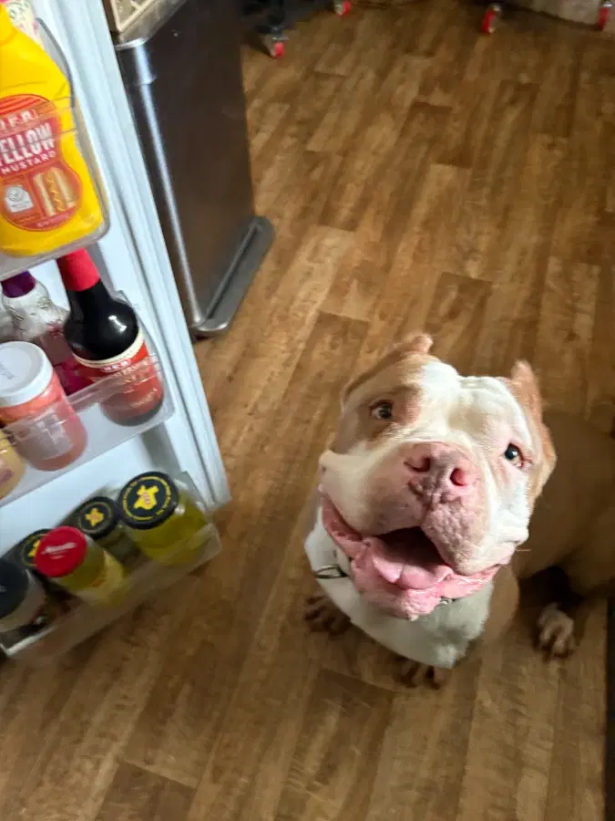 A senior extra large-sized male Apricot American Staffordshire Terrier dog named Brock for adoption in Shiner, TX