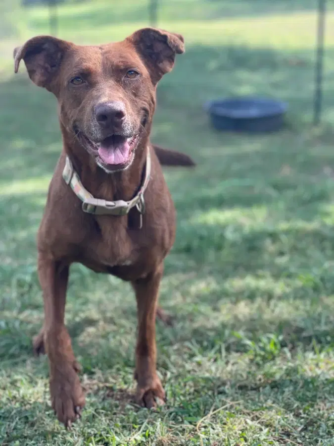 A senior extra large-sized female Red/mahogany German Shepherd Dog dog named Lexus for adoption in Shiner, TX