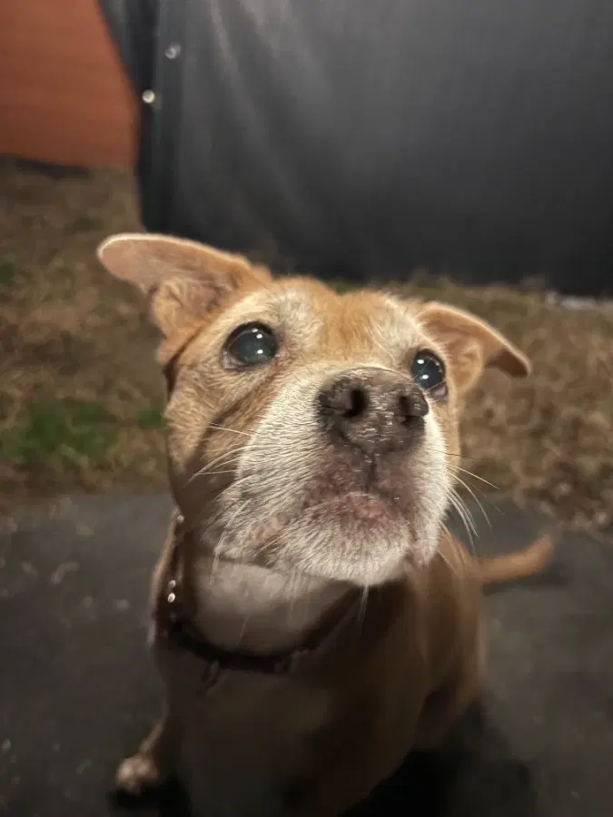 Bailey