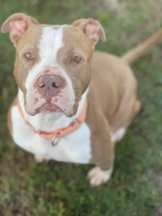 An adult large-sized female Apricot American Staffordshire Terrier dog named Quinn for adoption in Shiner, TX