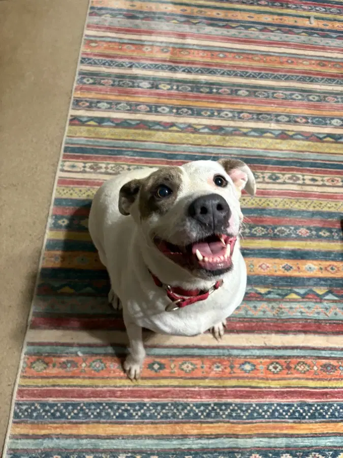 A senior large-sized female White American Staffordshire Terrier dog named Rosie for adoption in Shiner, TX