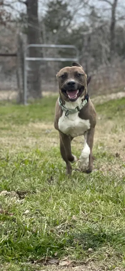 A senior medium-sized male Sable American Staffordshire Terrier dog named Ronnie for adoption in Shiner, TX