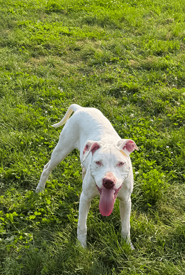 Chase