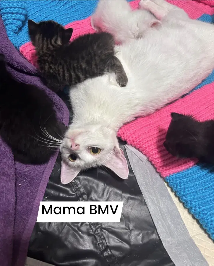 BMV