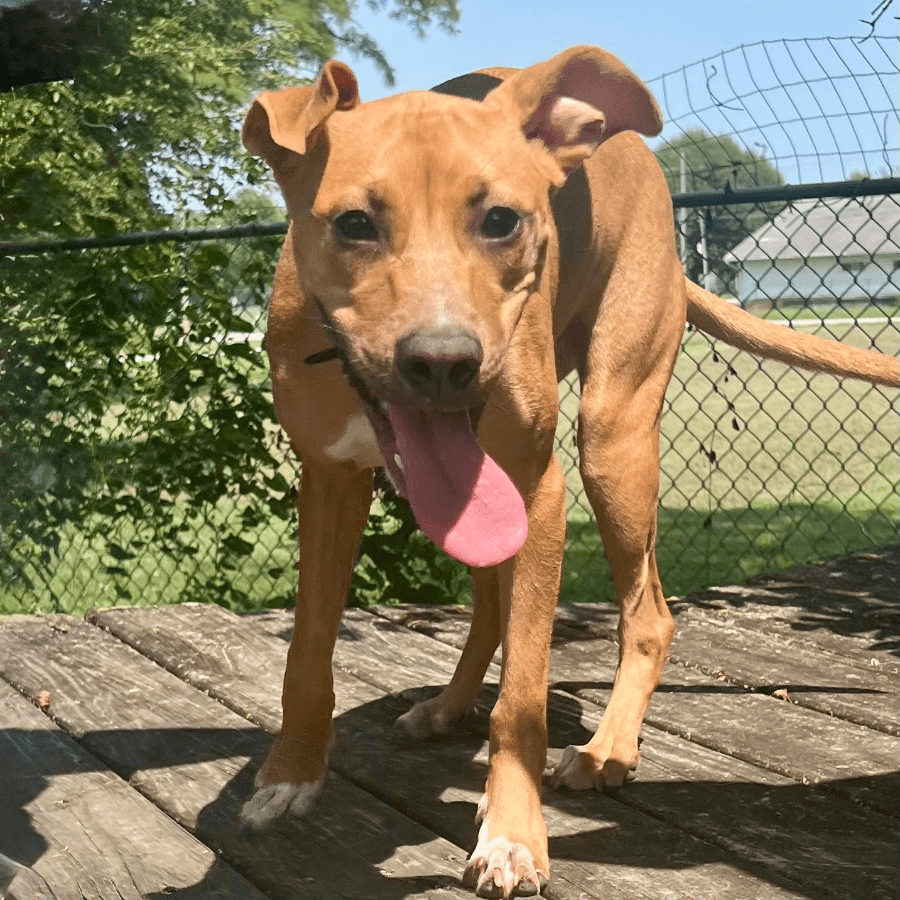 A young medium-sized female Red / Chestnut / Orange Pit Bull Terrier dog named Tiana for adoption in Albany, MO