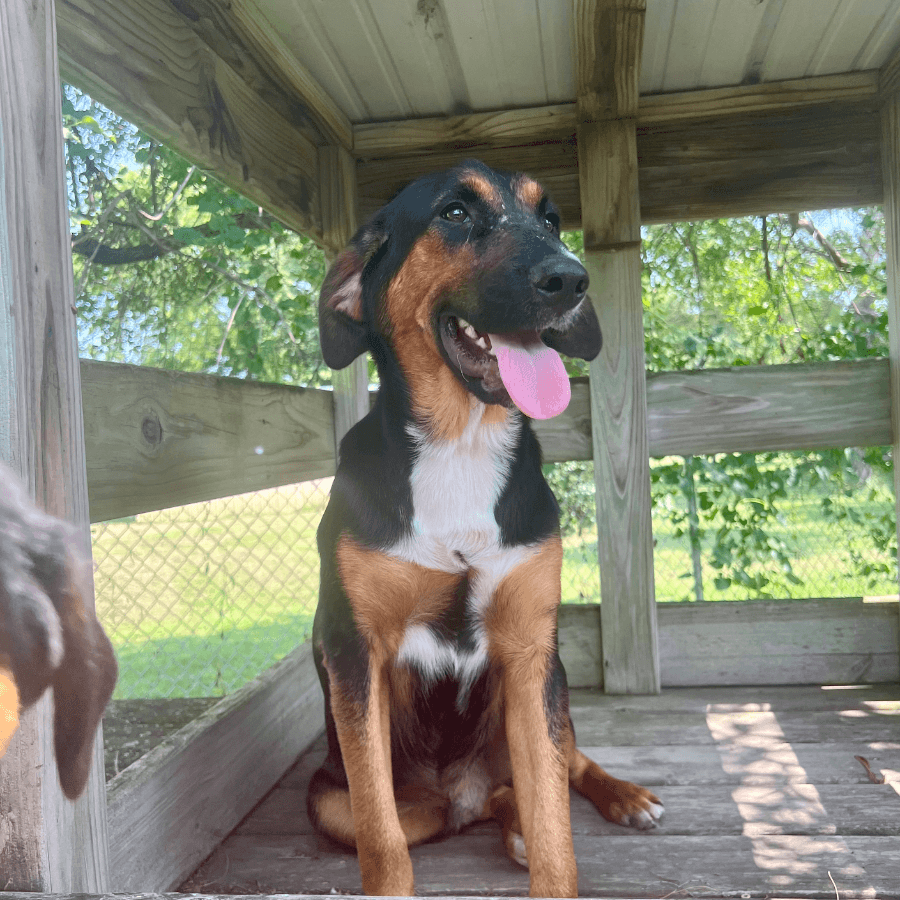 A young medium-sized male Tricolor (Brown, Black, & White) Mixed Breed dog named Linus for adoption in Albany, MO