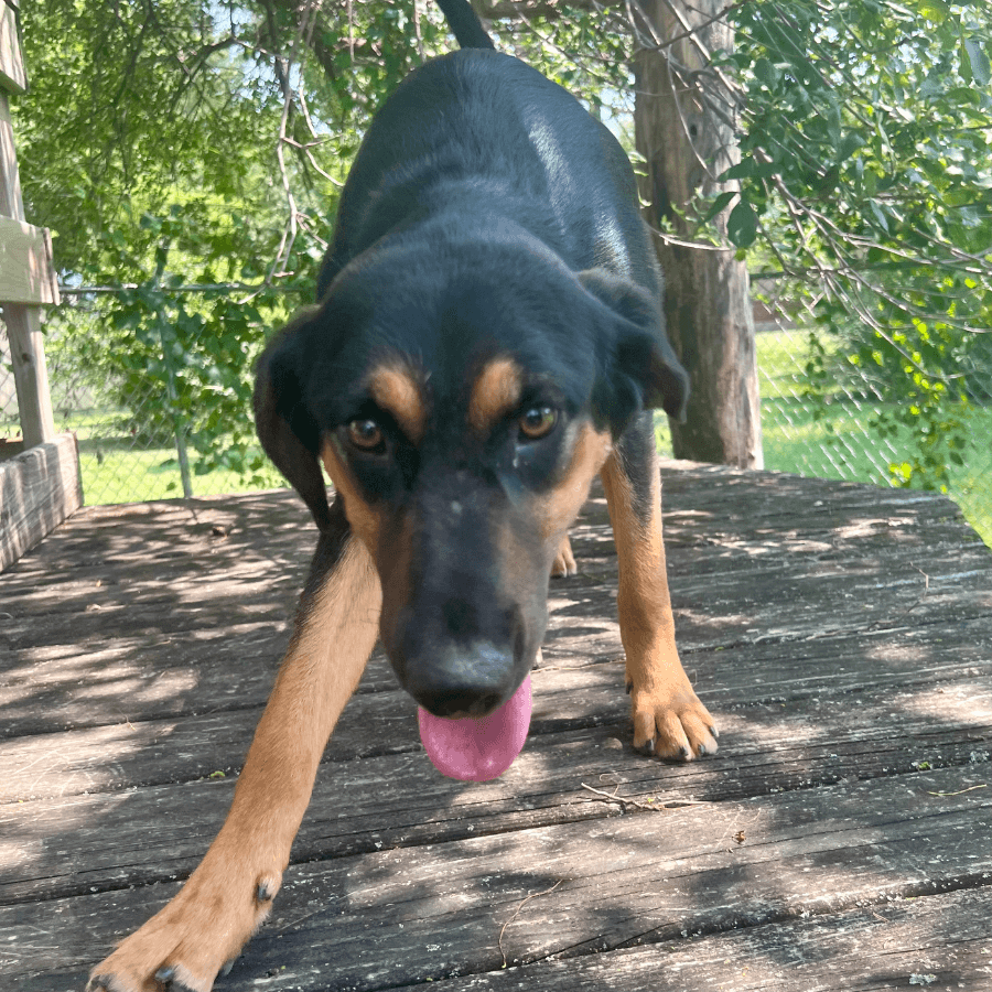 A young medium-sized female Tricolor (Brown, Black, & White) Mixed Breed dog named Lucy for adoption in Albany, MO