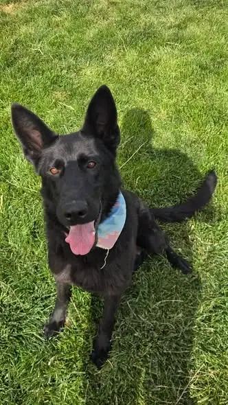 An adult large-sized female Black German Shepherd Dog dog named Nyx for adoption in Gooding, ID