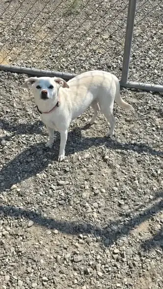 A senior small-sized female White / Cream Chihuahua dog named Daisy for adoption in Gooding, ID