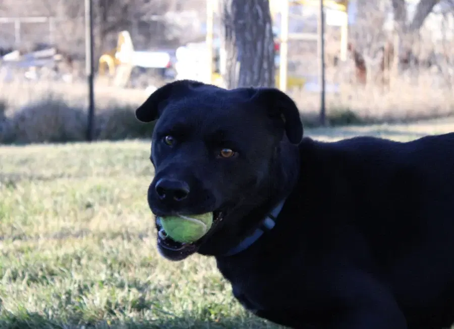 An adult large-sized male Black Labrador Retriever dog named Bo for adoption in Gooding, ID