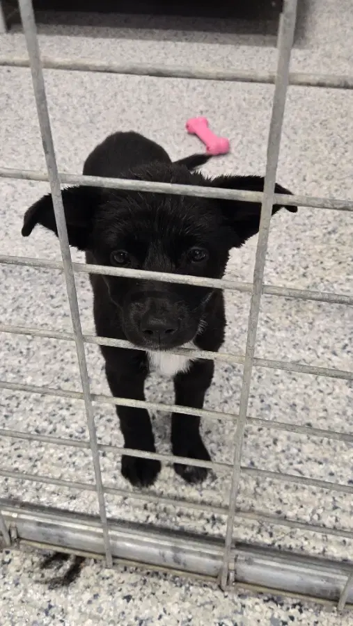 A baby medium-sized female Mixed Breed dog named McFlurry for adoption in Gooding, ID
