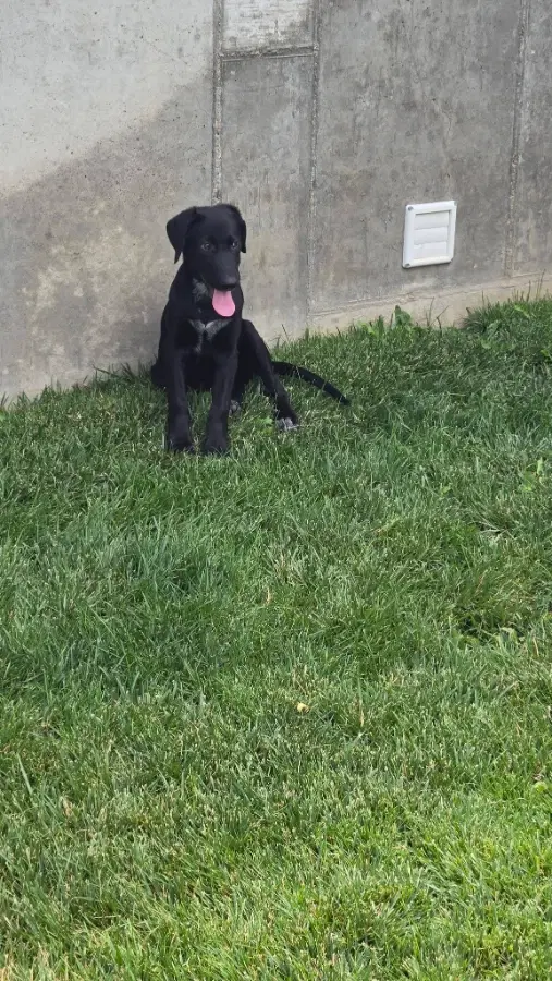 A baby large-sized male Black Labrador Retriever dog named Max for adoption in Gooding, ID